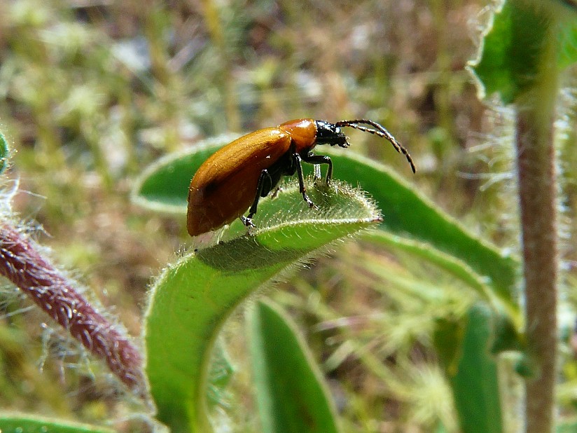 Tra le vecchie foto... Exosoma lusitanicum